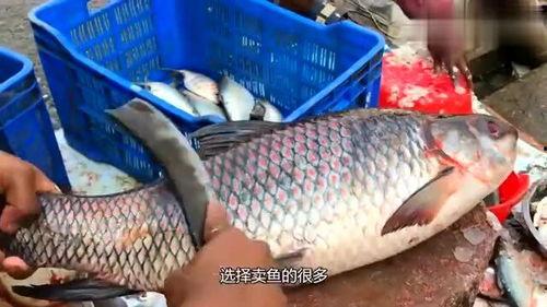 卖鱼的小条爆料视频